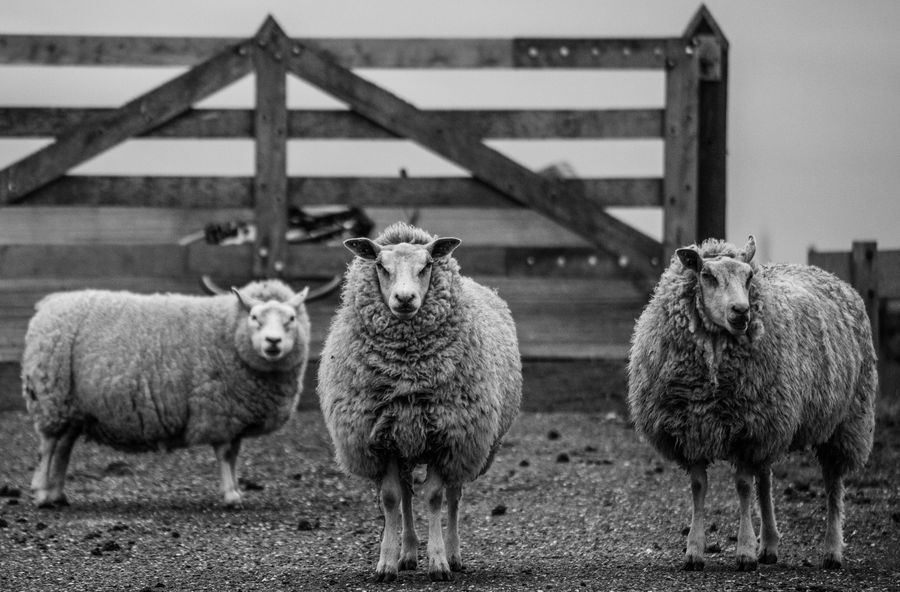 Black & White photograph 8